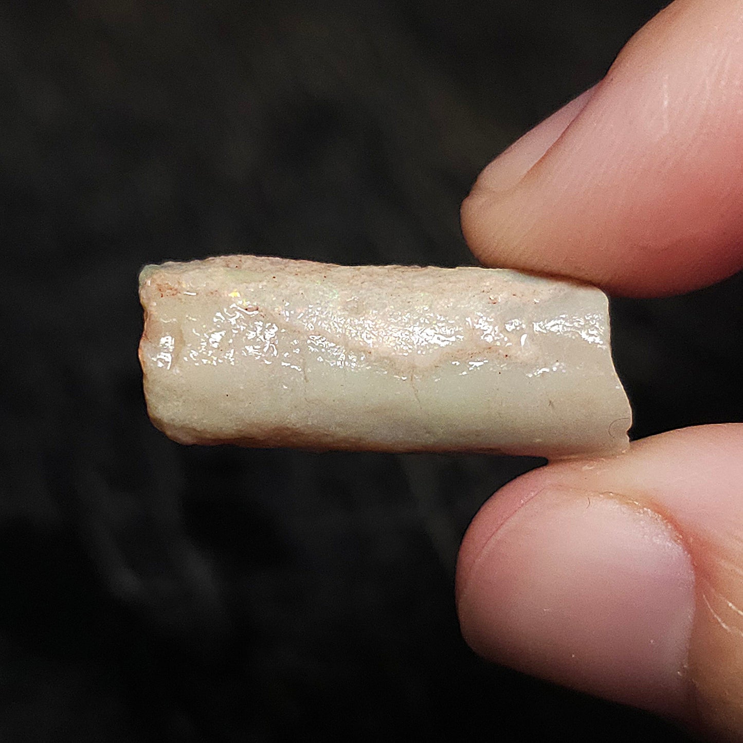 12ct Rough Opal Belemnite