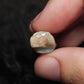 12ct Rough Opal Belemnite