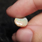 12ct Rough Opal Belemnite