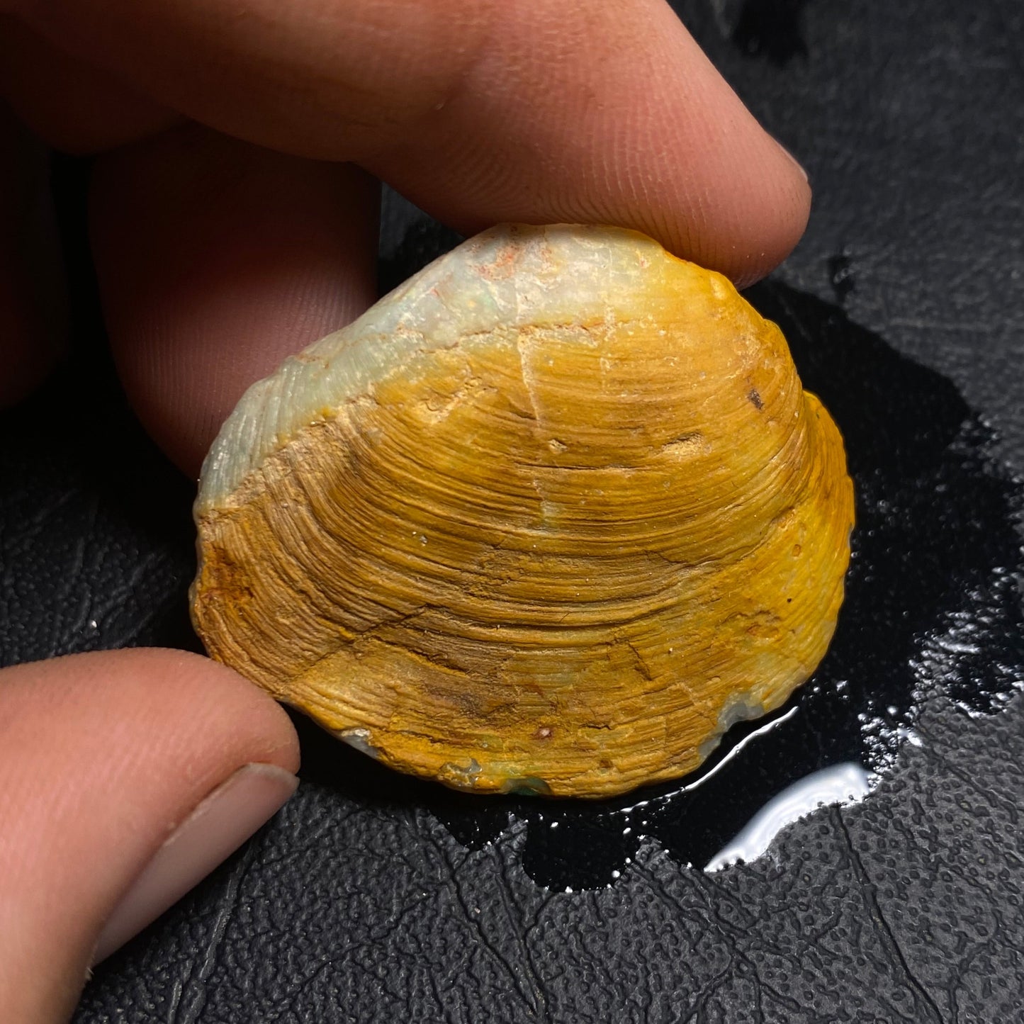 Opalised Shell Fossil