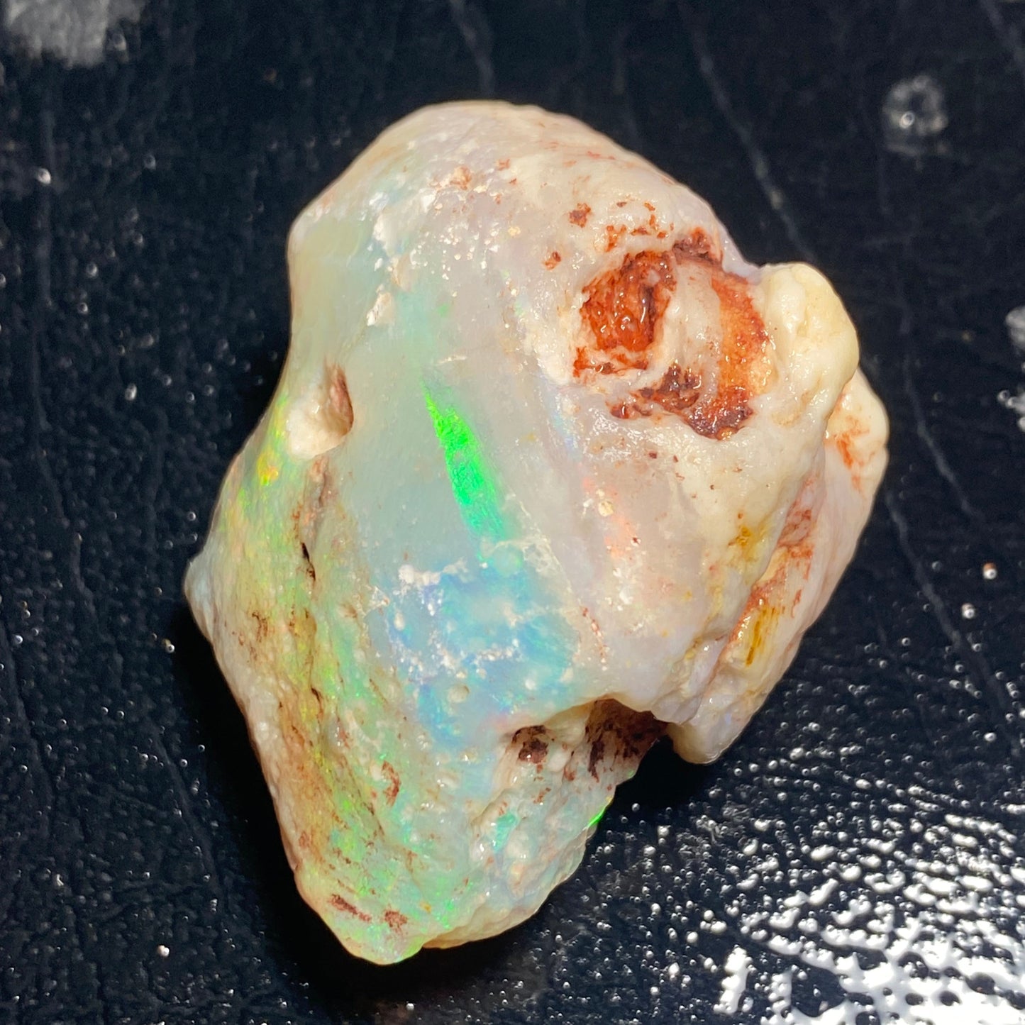 Opalised Shell Fossil